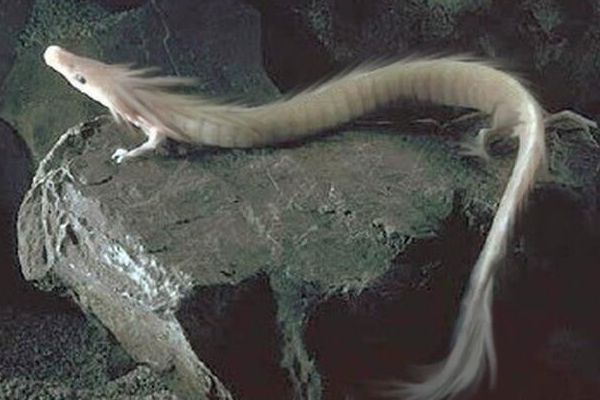 奇闻，昆仑山真龙吃人事件照片究竟是真是假？