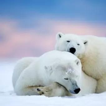 饥饿的北极熊打劫垃圾车，是什么原因导致它们没东西吃？