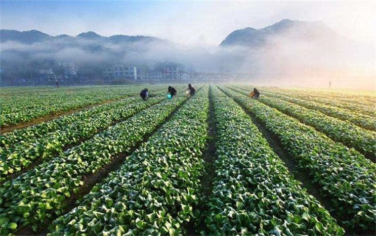 乌克兰多种蔬菜种植面积大减,这是什么原因造成的?