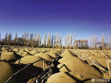 甘肃成立调查组调查敦煌防护林被毁,防护林对我们来说有多重要?