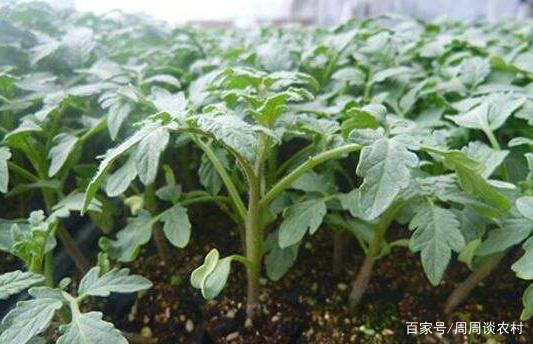 西红柿怎么种植方法 视频