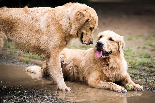 9岁女孩遛老虎！小时候你养过哪些动物，它后来怎样了？
