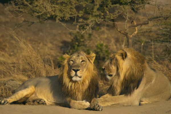 据报道，印度一动物园8头狮子确诊新冠，这些狮子现在有哪些症状？