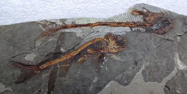 据说辽西化石一块能卖几万到几十万,但目前已大量流失到国外,遗憾吗?