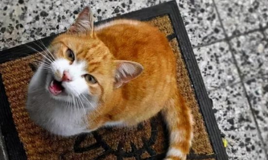 小猫发出咕噜咕噜的声音表示什么