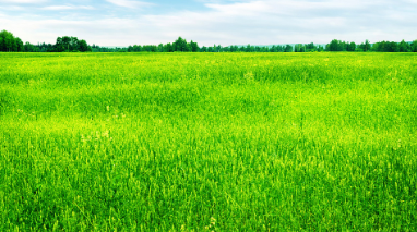 填上合适的词语()的草地?