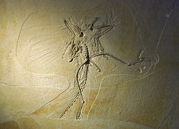 据说辽西化石一块能卖几万到几十万,但目前已大量流失到国外,遗憾吗?