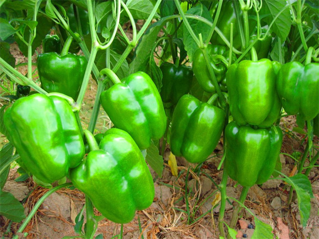 乌克兰多种蔬菜种植面积大减,这是什么原因造成的?