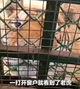 洛阳一男子在动物园内上厕所,发现老虎在旁窥伺,当时的心理压力有多大?