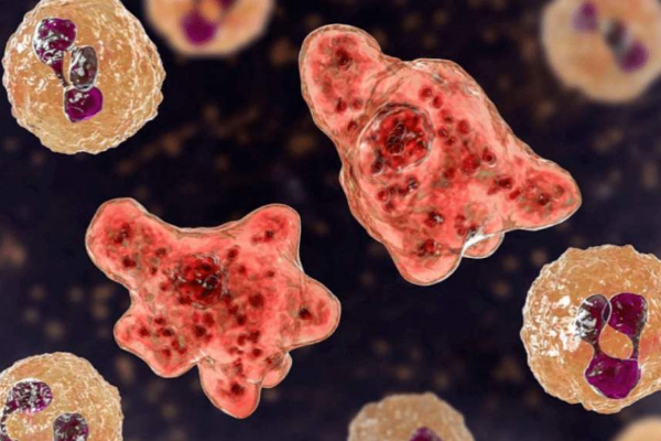 食脑虫正穿越美国向北迁移，食脑虫是怎样吃掉人类大脑的？