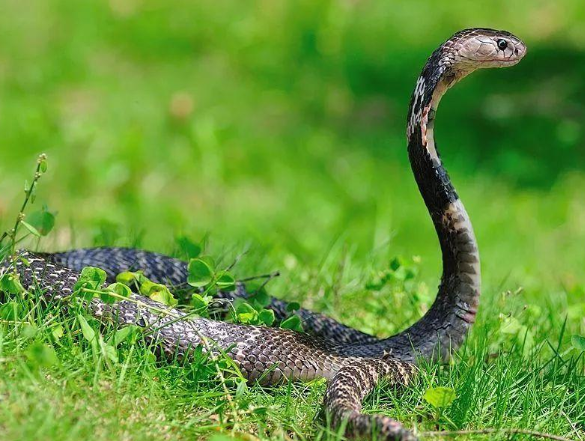 广东惠城区现14斤眼镜王蛇，家里进蛇了究竟该怎么办？