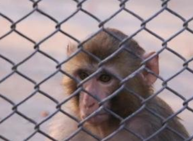 网友曝邯郸动物园猴子居住环境恶劣，相关部门是否该得到重视？