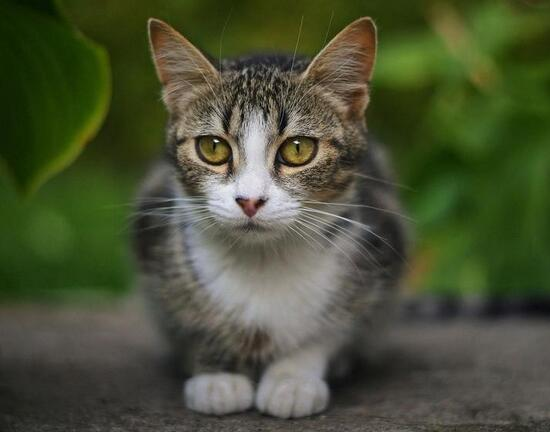 宠物店有卖猫吗 多少钱只啊