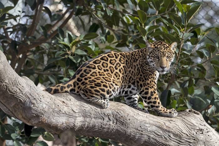 杭州野生动物世界3只金钱豹出逃一案，最后的宣判结果是什么？