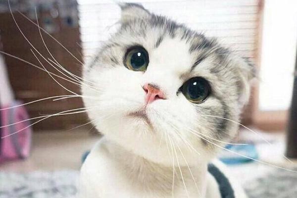 故宫200多只猫为何变成了猫保安大队？