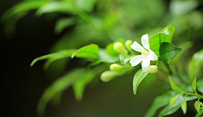 什么叫做七里香，它有什么含义？