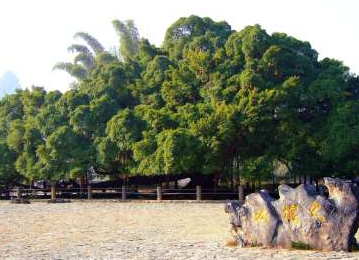 广东1100多岁古榕树倒塌，古榕树还能被抢救回来吗？