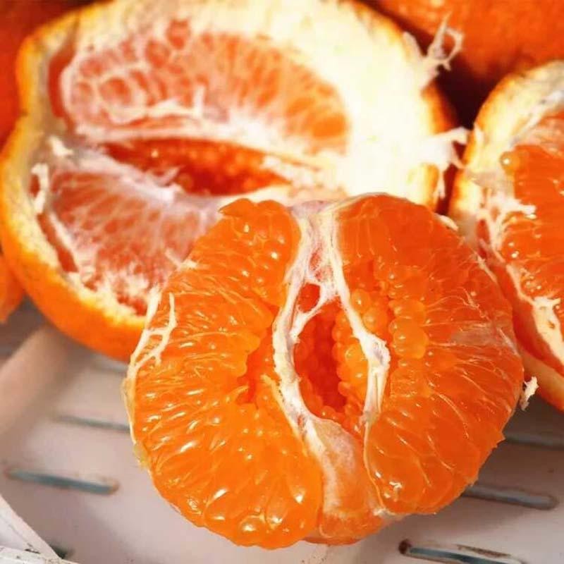 耙耙柑没有结果的树,什么时候剪枝？