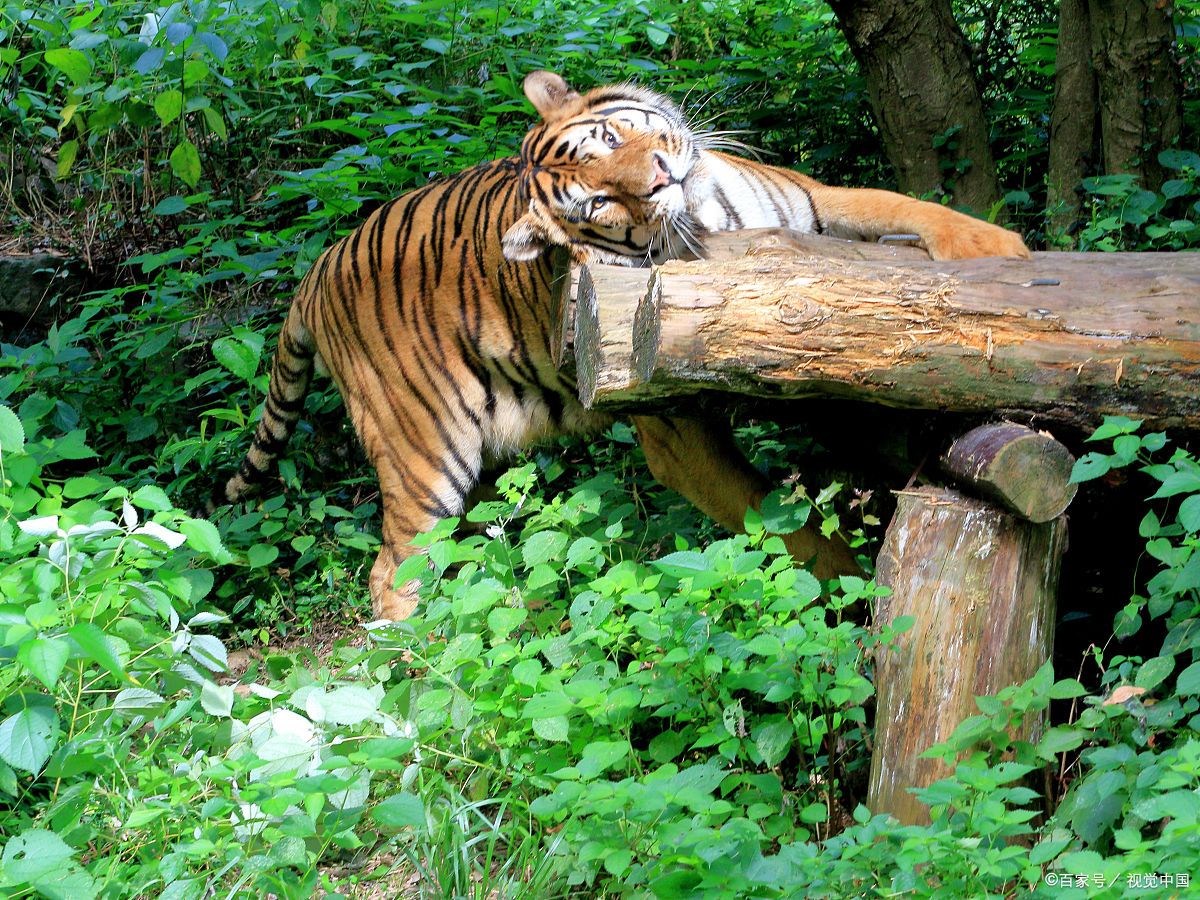 洛阳一男子在动物园内上厕所,发现老虎在旁窥伺,当时的心理压力有多大?