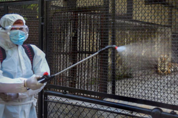 据报道，印度一动物园8头狮子确诊新冠，这些狮子现在有哪些症状？