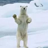 饥饿的北极熊打劫垃圾车，是什么原因导致它们没东西吃？