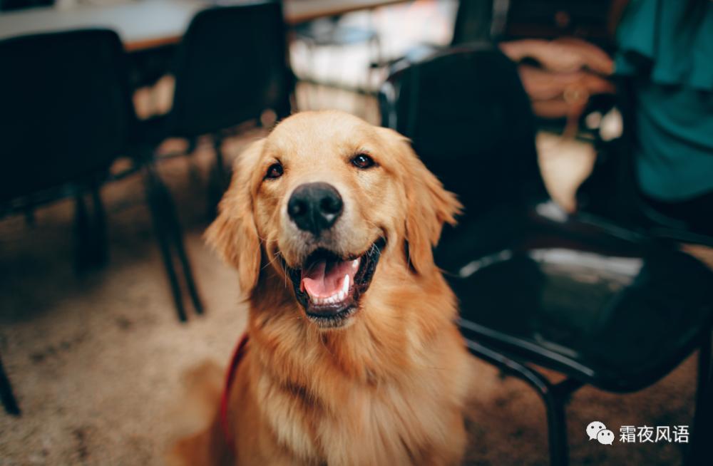 官方介入金毛Siri事件,事件的始末有何细节?