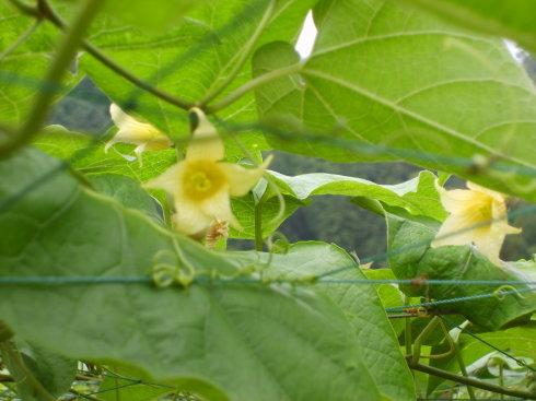 罗汉果的花是什么样子的