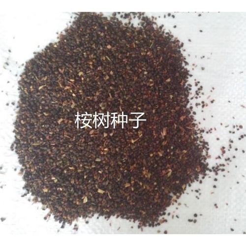 速生桉种子怎么催芽？