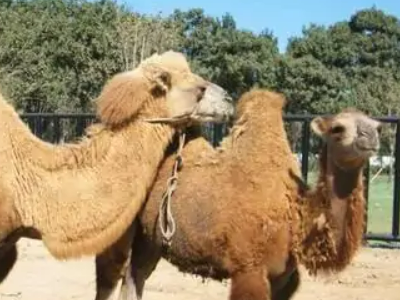 衡水野生动物园怎么样