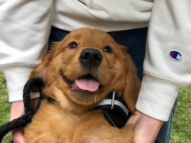 官方介入金毛Siri事件,事件的始末有何细节?