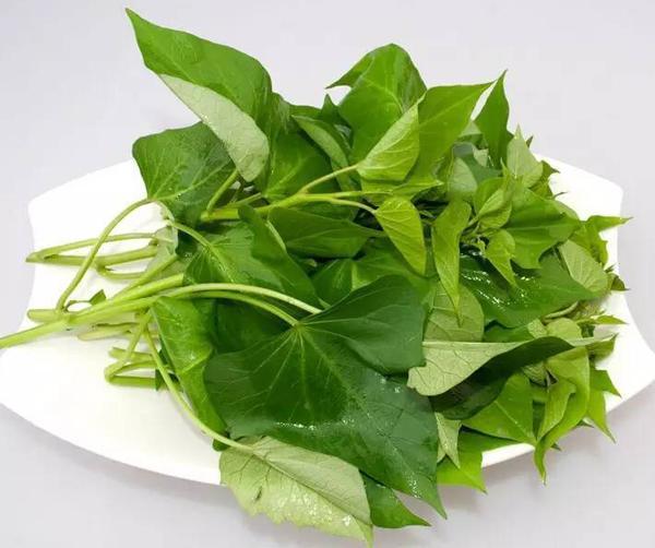 红薯的叶子可以吃吗？