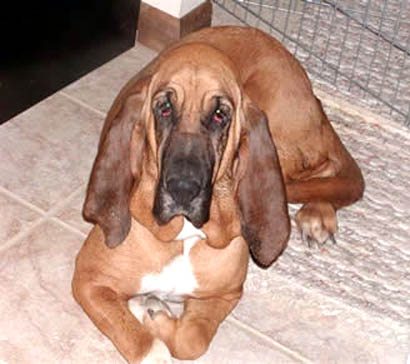 谁知道老头狗是什么狗?