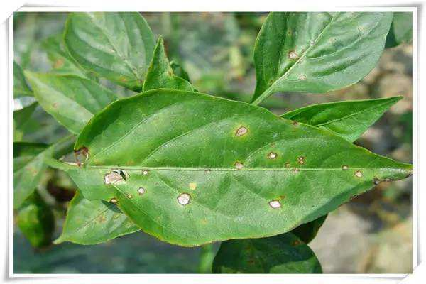 直播辣椒苗叶片出现白色斑点，这是什么病造成的？