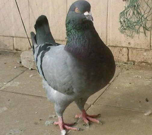 想知道肉鸽是什么？