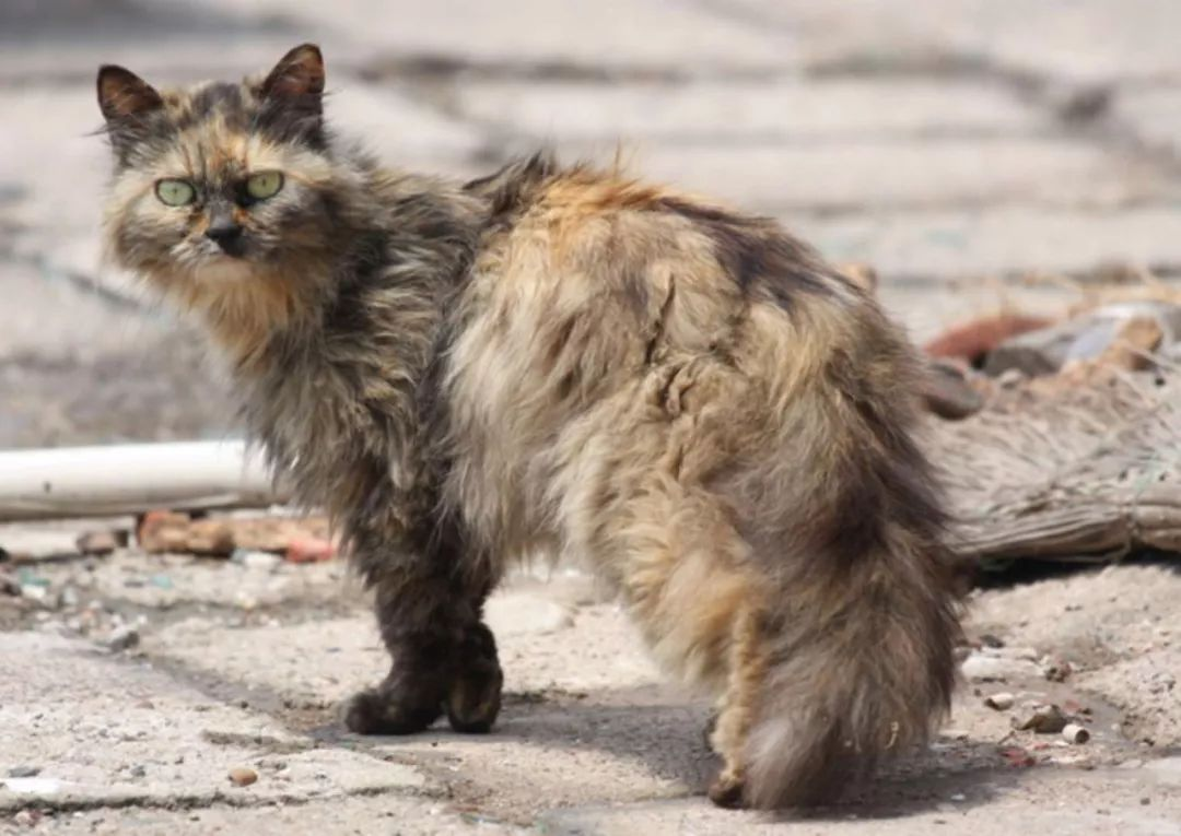 为什么流浪猫比流浪狗多