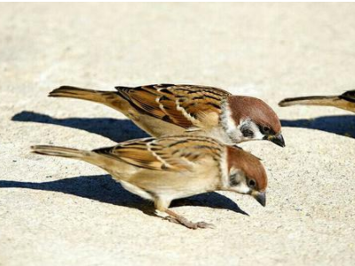 20个经典寓言故事?