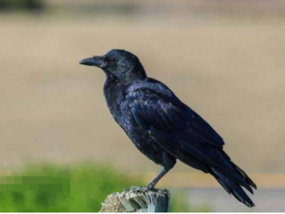 20个经典寓言故事?