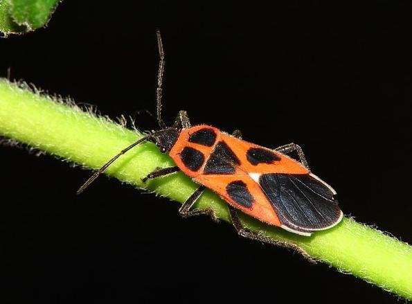 这是什么虫子？在草叶子上爬满了！也不知道什么草，招了这么多虫子