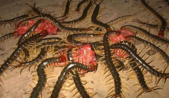 世界上十大巨型蜈蚣