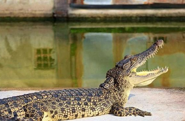 梦见鳄鱼是什么意思