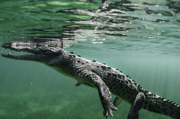 梦见鳄鱼是什么意思