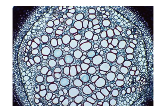 人类探索微小世界的成果有哪些?