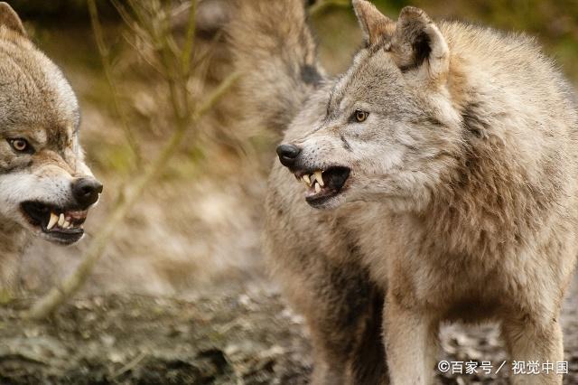 沈石溪狼王梦读后感