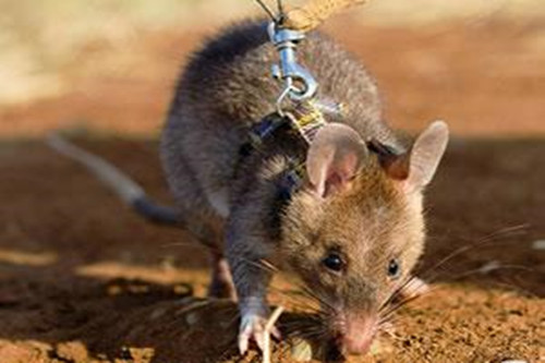 非洲巨鼠被授予了勇敢金章，它都做过什么排雷贡献？