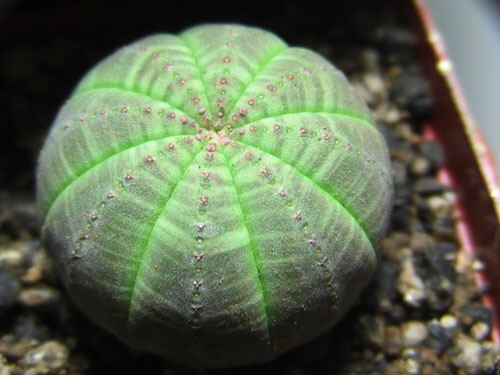 神奇的植物各种各样