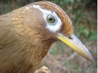 好打架的画眉鸟及眼睛图片