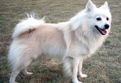 像狐狸的狗是什么狗?