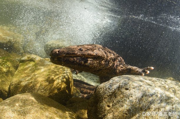 为什么史前动物都长这么大？是环境原因还是什么原因？