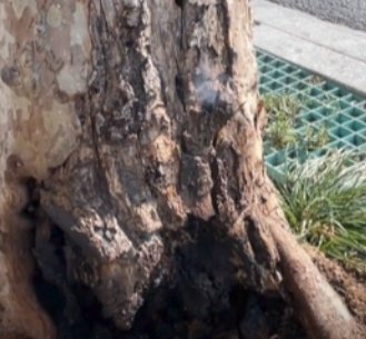 南京路边42度引树自燃烧断树根，高温天气将会持续多久？