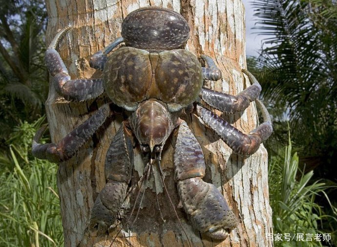 为什么史前动物都长这么大？是环境原因还是什么原因？